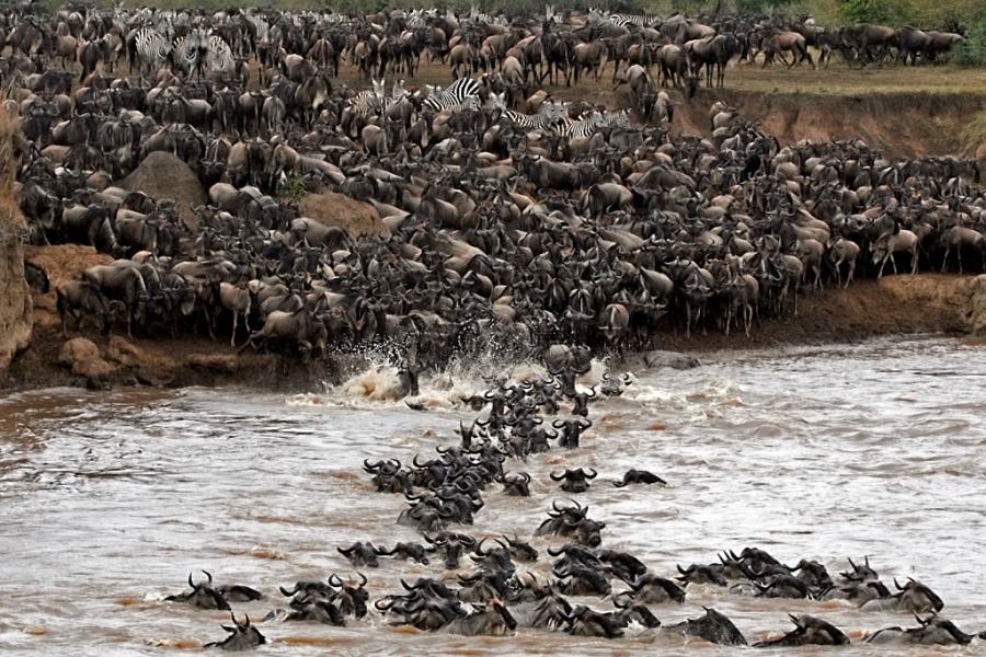 mara river crossing by wildebeest