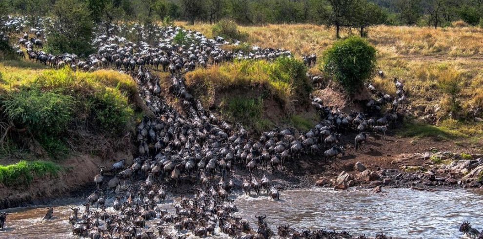 Wildebeest Crossing River Mara, Tanzania