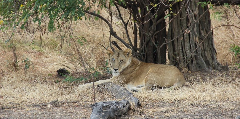 lion in mikumi