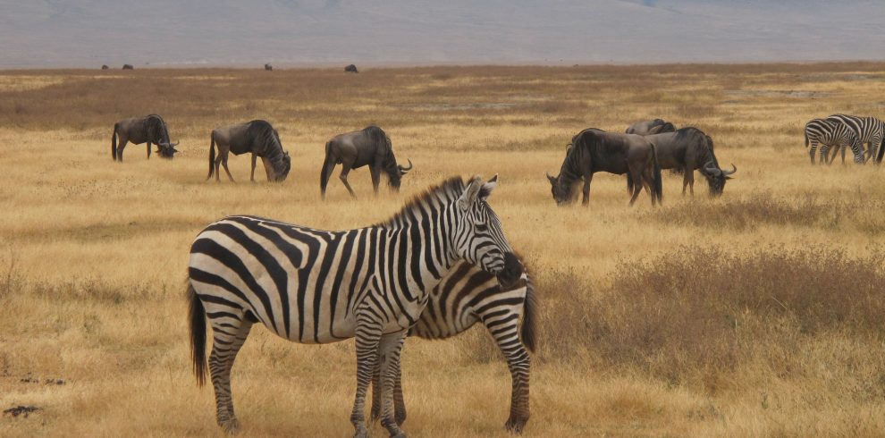 zebra-safari in ngorongoro