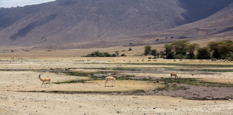 antelope at ngorongoro crater