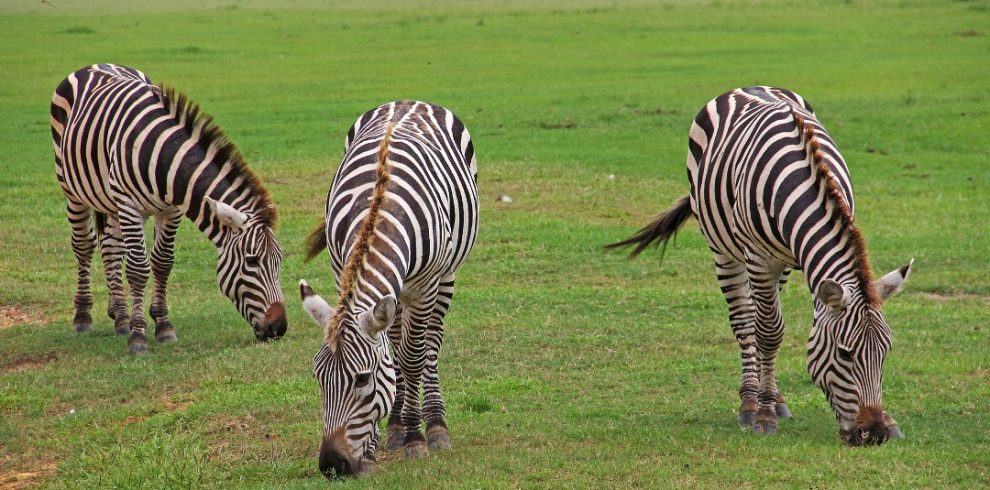 group of zebra eating grasses